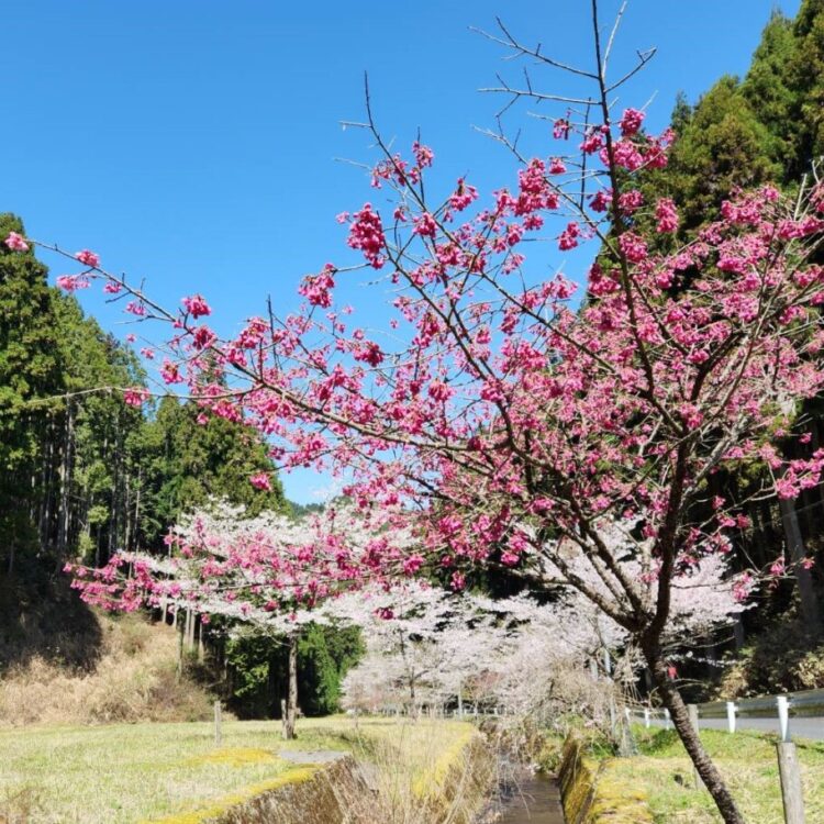 吉野の桜